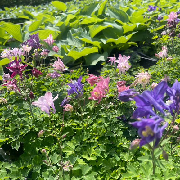 Akeleier har en tendens til å fremkalle det romantiske i oss alle, og disse akeleiene gjør nettopp det. Med alle sine forskjellige farger. Den lange blomstringstiden er også spesiell for disse. Hele sommeren fra juni til september.