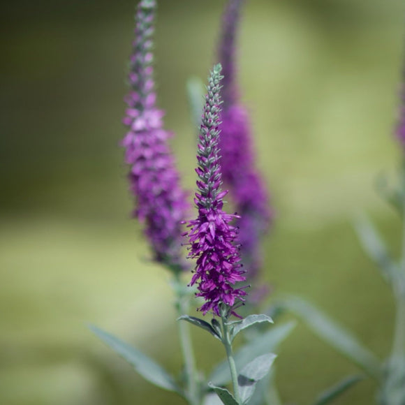 Aksveronika, eller bare veronika, er flotte stauder som liker å stå sammen med andre. De utfyller og gir bedene både høyde og struktur. Akkurat disse har en svært iøynefallende lysende romantisk &nbsp;lillarød farge.&nbsp;