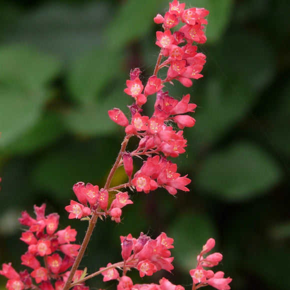 Alunrot med korallrøde blomster og grønne blader, eller blodalunrot, er mer hardfør enn de andre alunrotsortene, og enda vakrere synes mange. Korallklokker kalles de også for den lysende isrosa fargen på de klokkeformede blomstene.