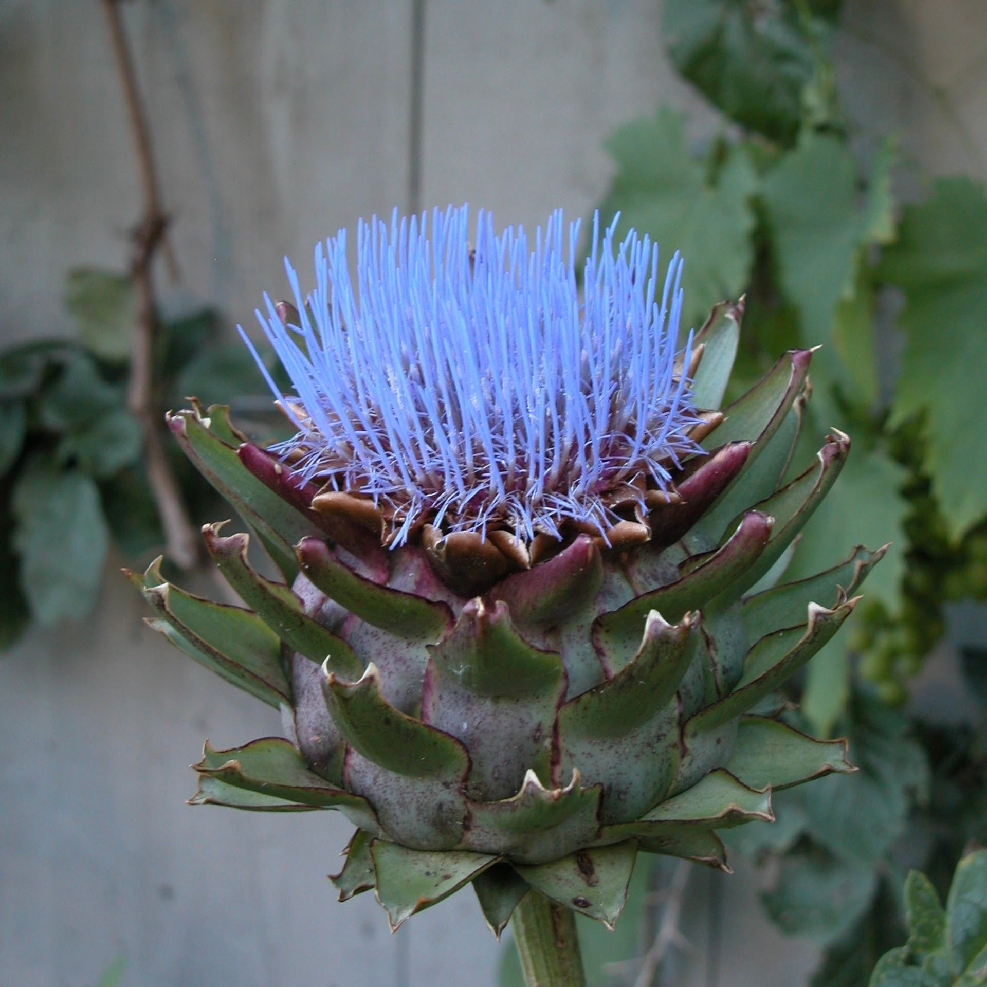 Artisjokk er aristokratenes delikatesse sies det. Men nå er den alles grønnsak og delikatesse. Om du ikke spiser blomsterbunnene, kan du velge å se på de. Vakrere blomster finnes knapt:) De pynter både bed og pallekarmer og er midtpunktet i enhver kjøkkenhage.