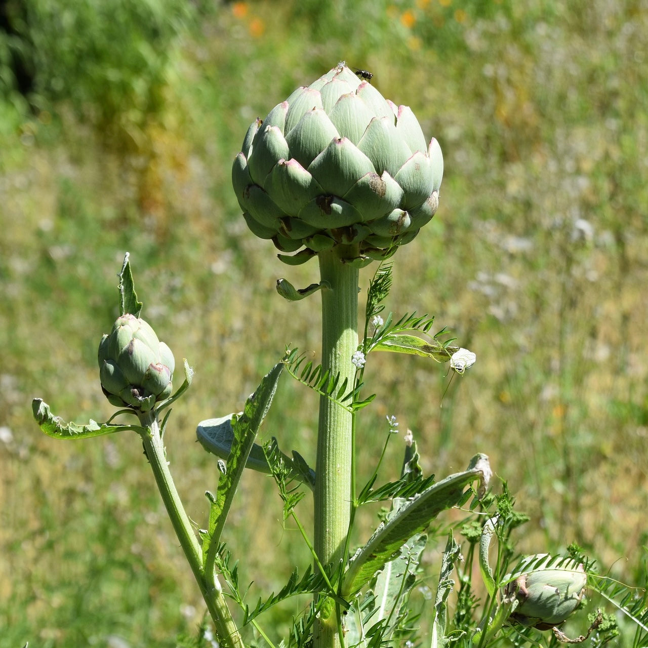 Artisjokk er aristokratenes delikatesse sies det. Men nå er den alles grønnsak og delikatesse. Om du ikke spiser blomsterbunnene, kan du velge å se på de. Vakrere blomster finnes knapt:) De pynter både bed og pallekarmer og er midtpunktet i enhver kjøkkenhage.