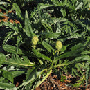 Artisjokk er aristokratenes delikatesse sies det. Men nå er den alles grønnsak og delikatesse. Om du ikke spiser blomsterbunnene, kan du velge å se på de. Vakrere blomster finnes knapt:) De pynter både bed og pallekarmer og er midtpunktet i enhver kjøkkenhage.