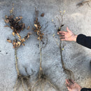 Bøkehekk 30 stk - ca 80 cm-3