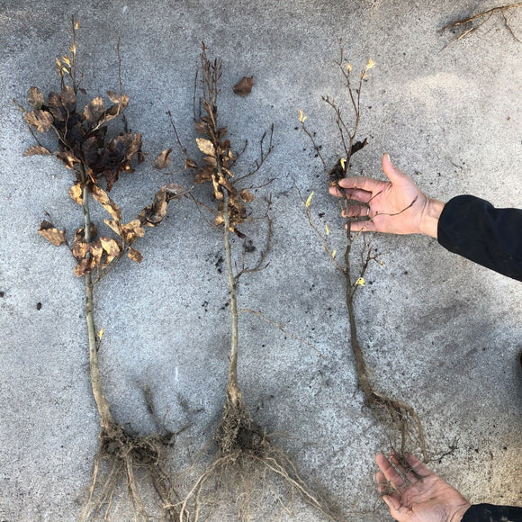 Bøkehekk 30 stk - ca 80 cm