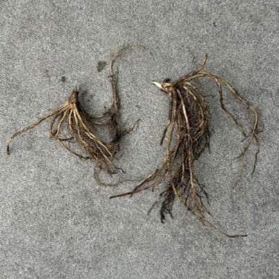 Bladlilje Blå Kjempe