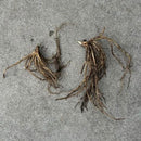 Bladlilje Blå Kjempe-5