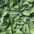 Bladlilje grønn er den andre gode hagebladliljen vi har valgt.