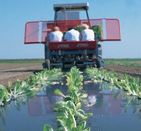 Jordbærduk kompostérbar