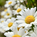 Prestekrage kjempe-3