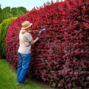 Blodberberis 75 stk-5