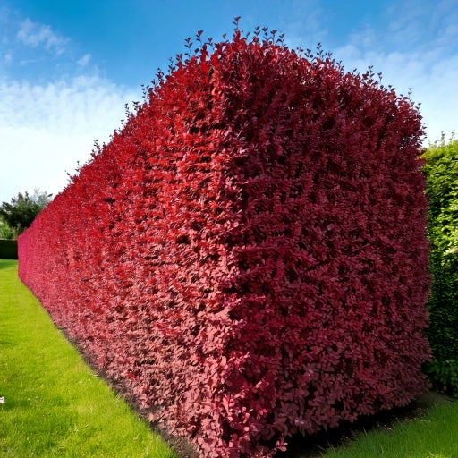 Blodberberis 75 stk
