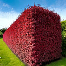 Blodberberis 50 stk-2