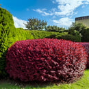 Blodberberis 50 stk-5