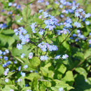 Forglemmegeisøster-1