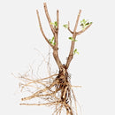 Hortensia X 'Annabelle'-3