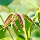 Valnøtt 'Red Livermore'-4