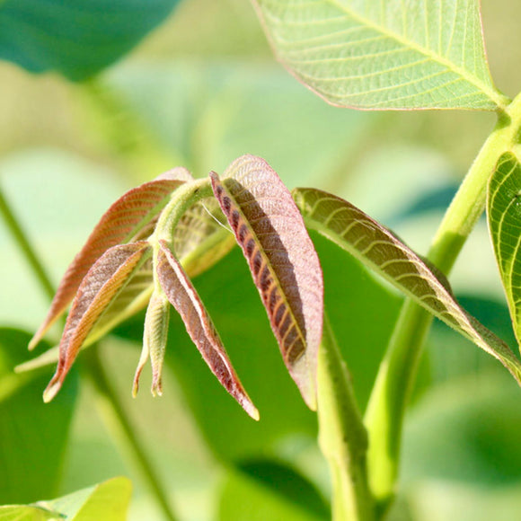 Valnøtt 'Red Livermore'
