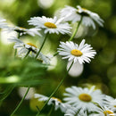 Prestekrage kjempe-1