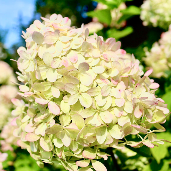 Syrinhortensia 'Phantom'