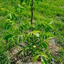 Valnøtt 'Red Livermore'-2