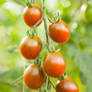 Tomat Cherry 'Bronzy' - Frø-3