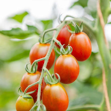 Tomat Cherry 'Bronzy' - Frø - 0