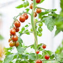 Tomat Cherry 'Bronzy' - Frø-1