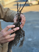 Hortensia X 'Annabelle'-5