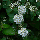 Sommerspirea-3