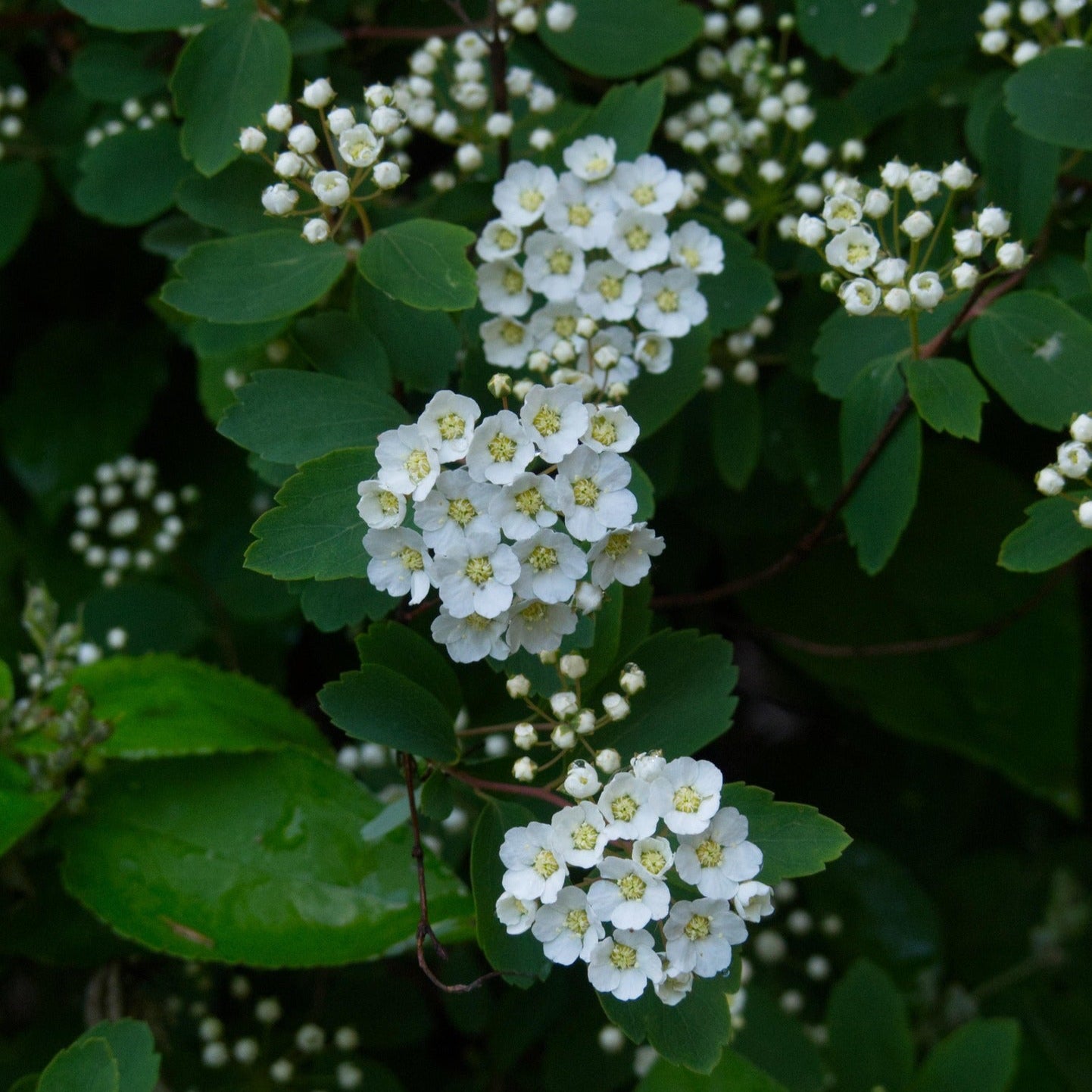 Sommerspirea