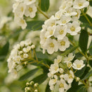 Sommerspirea-2