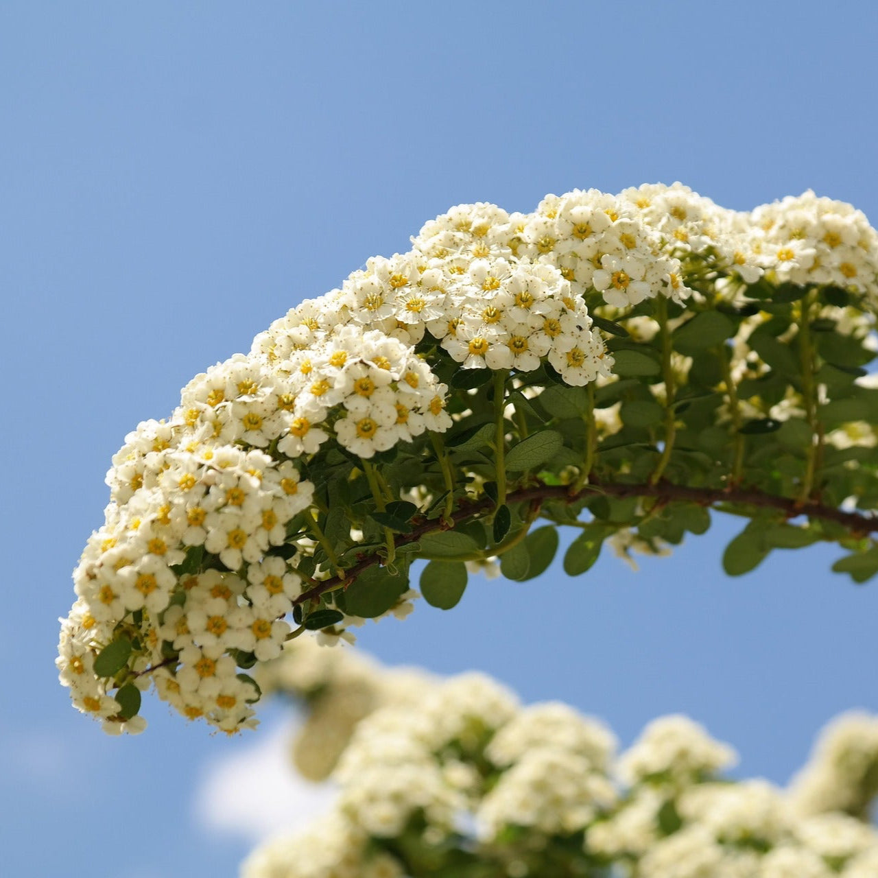 Sommerspirea