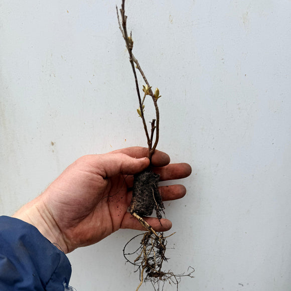 Tindved Friesdorfer Orange