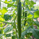 Slangeagurk Eden F1 - Frø-1