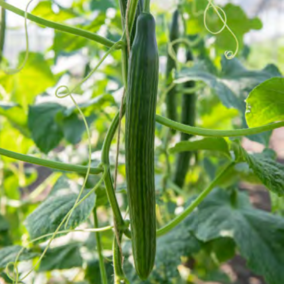 Slangeagurk Eden F1 - Frø