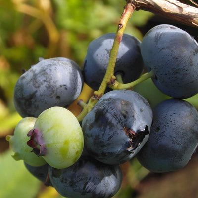 Amerikanske blåbær er vidunderlig på smak og bærer enormt store blåbær på store busker. De er superenkle å dyrke og bærer veldig sunne bær. De er supre å fryse og ta frem til kaker og smoothies.