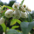Amerikanske blåbær er vidunderlig på smak og bærer enormt store blåbær på store busker. De er superenkle å dyrke og bærer veldig sunne bær. De er supre å fryse og ta frem til kaker og smoothies.