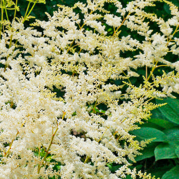 Astilbe Pur Hvit