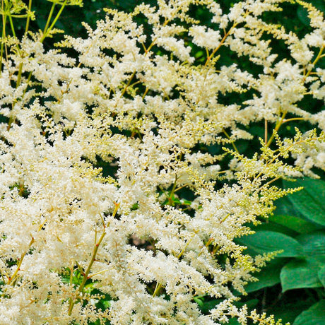 Astilbe Pur Hvit 10 stk