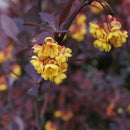 Blodberberis 50 stk-6