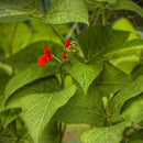 foto, pixabay.com/no/users/peterdargatz