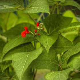 foto, pixabay.com/no/users/peterdargatz