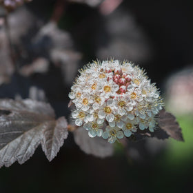 Blærespirea 'Diabolo' - 0
