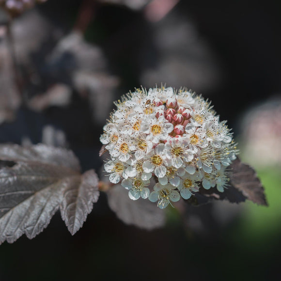 Blærespirea 'Diabolo'
