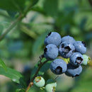 Amerikanske blåbær er vidunderlig på smak og bærer enormt store blåbær på store busker. De er superenkle å dyrke og bærer veldig sunne bær. De er supre å fryse og ta frem til kaker og smoothies.