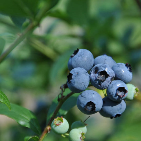Amerikanske blåbær er vidunderlig på smak og bærer enormt store blåbær på store busker. De er superenkle å dyrke og bærer veldig sunne bær. De er supre å fryse og ta frem til kaker og smoothies.