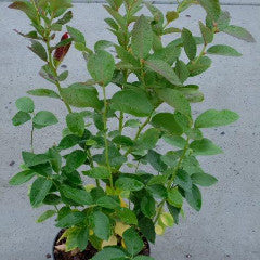 Amerikanske blåbær er vidunderlig på smak og bærer enormt store blåbær på store busker. De er superenkle å dyrke og bærer veldig sunne bær. De er supre å fryse og ta frem til kaker og smoothies.