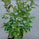 Amerikanske blåbær er vidunderlig på smak og bærer enormt store blåbær på store busker. De er superenkle å dyrke og bærer veldig sunne bær. De er supre å fryse og ta frem til kaker og smoothies.