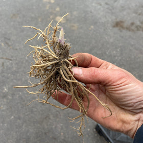 Bladlilje grønn er den andre gode hagebladliljen vi har valgt.