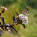 Blærespirea 'Diabolo'-1